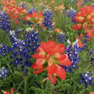 whatsitallaboutalphie avatar