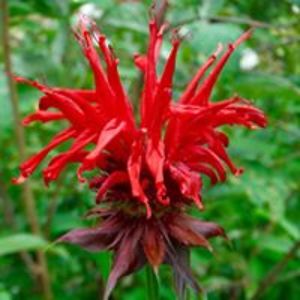 gail_cavanaugh avatar