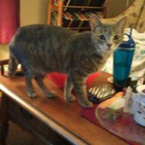 alice_borgemenke avatar