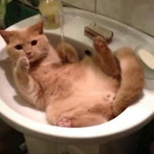 alvinzahranmajid avatar