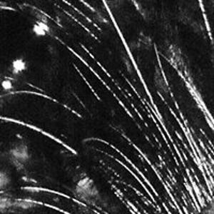 sambamhamalambadingdong avatar