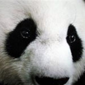 paintinpauline avatar