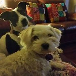 trish_johnstone avatar