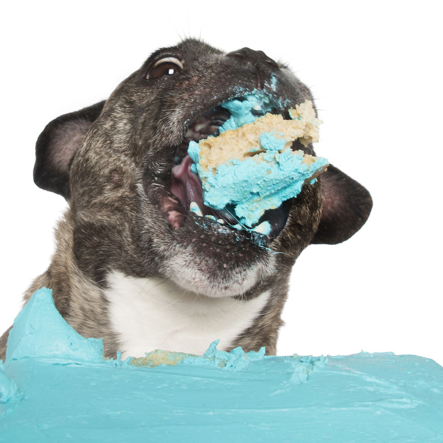 Photographer Captures Dogs Eating Cakes And It's Amusing