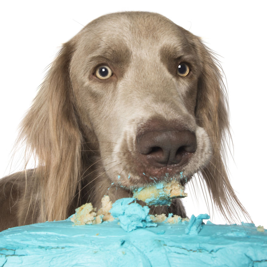 Photographer Captures Dogs Eating Cakes And It's Amusing
