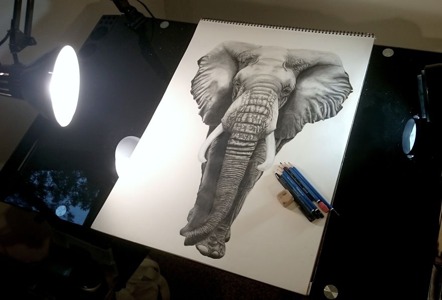 African Elephant Drawing Time-Lapse Video