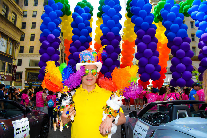 Chihuahuas Take Over Pride Parade In New York