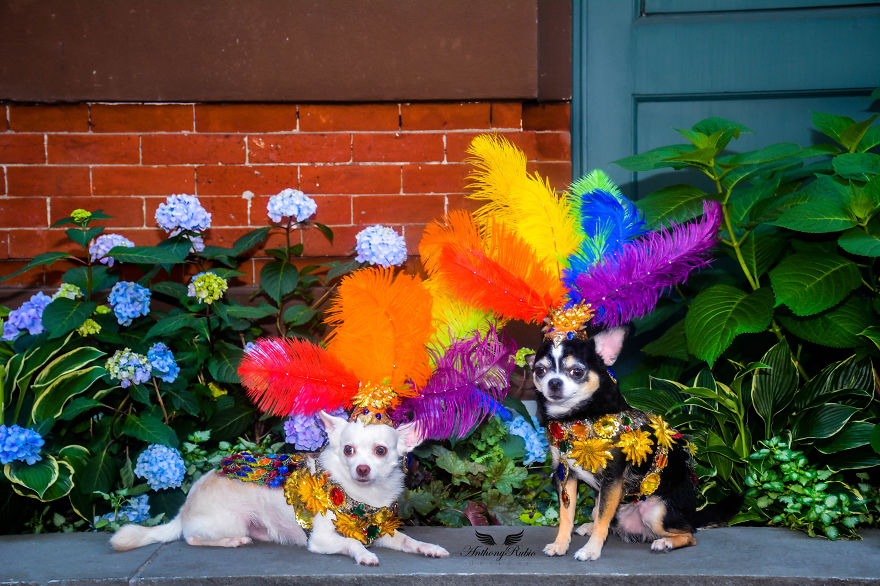 Chihuahuas Take Over Pride Parade In New York