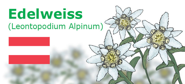 Digitally Hand-drawn European National Flowers Show You The Countries' Connection With Nature