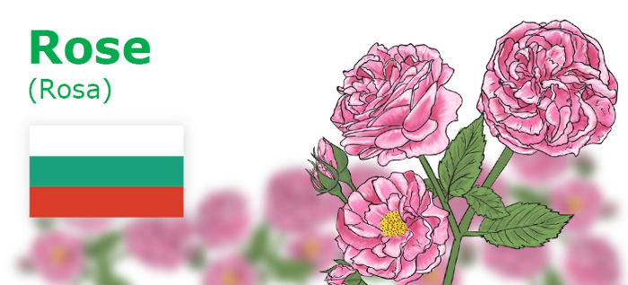 Digitally Hand-drawn European National Flowers Show You The Countries' Connection With Nature
