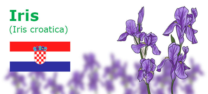 Digitally Hand-drawn European National Flowers Show You The Countries' Connection With Nature