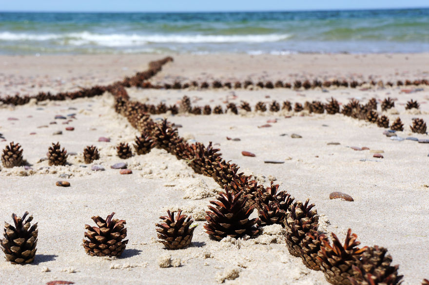Life Comes From The Ocean: I Used 3kg Of Pine Cones To Make This Project