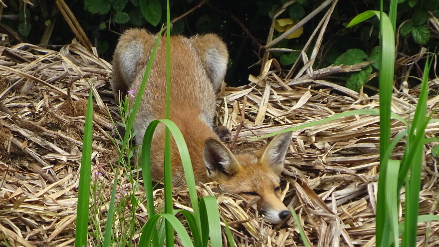 A Cheeky Fox Sunbathing By The Canal In Somerset