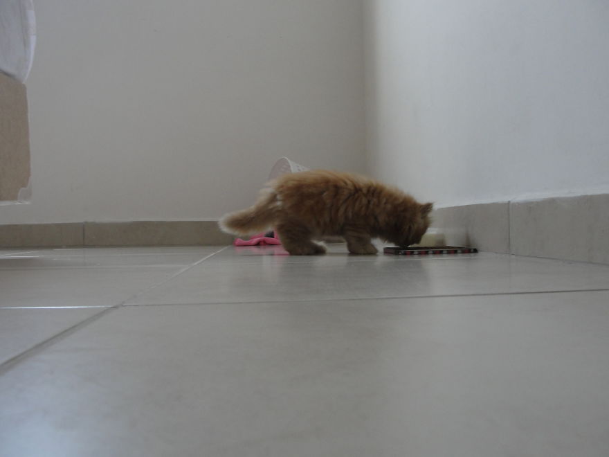 My Little Cat :)