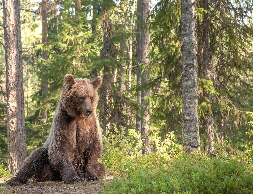 I Lived With 40 Bears For 3 Days To Capture These Images