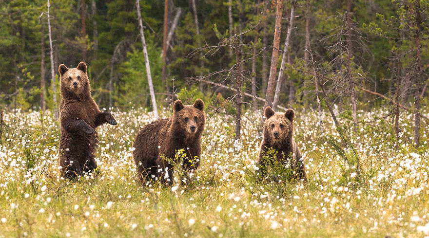 I Lived With 40 Bears For 3 Days To Capture These Images