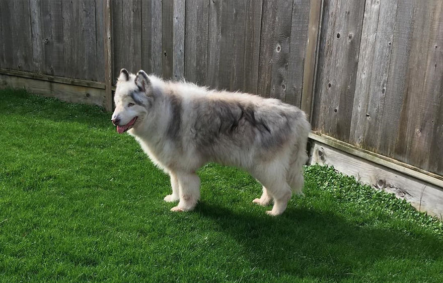 Direwolves Are Real (Sort Of)