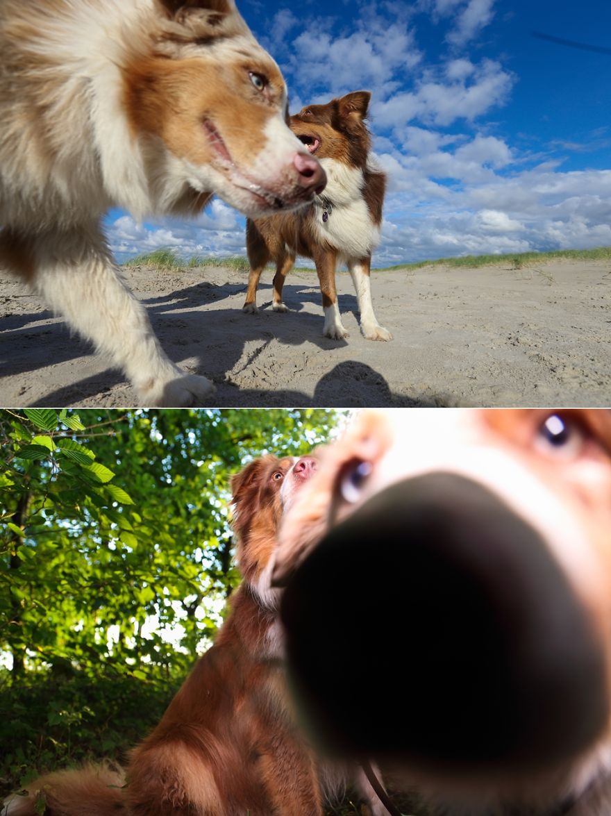Dog Photobombs Every Picture