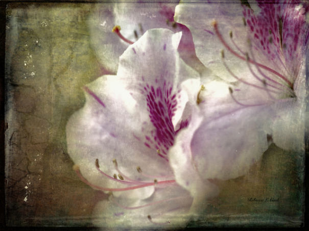 I Uncover Hidden Art From Ordinary Flowers