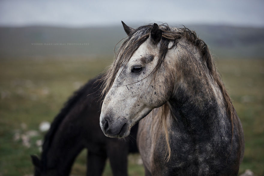 I Photographed Wild Horses Finding Peace On The Wild Side