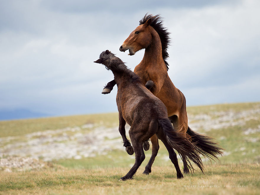 I Photographed Wild Horses Finding Peace On The Wild Side