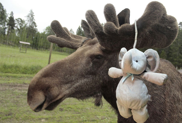 In A Swedish Moose-park!