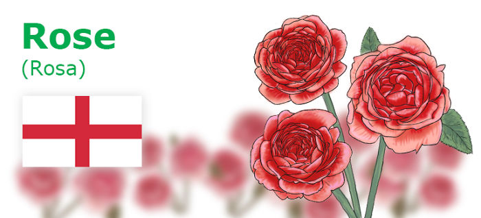 Digitally Hand-drawn European National Flowers Show You The Countries' Connection With Nature