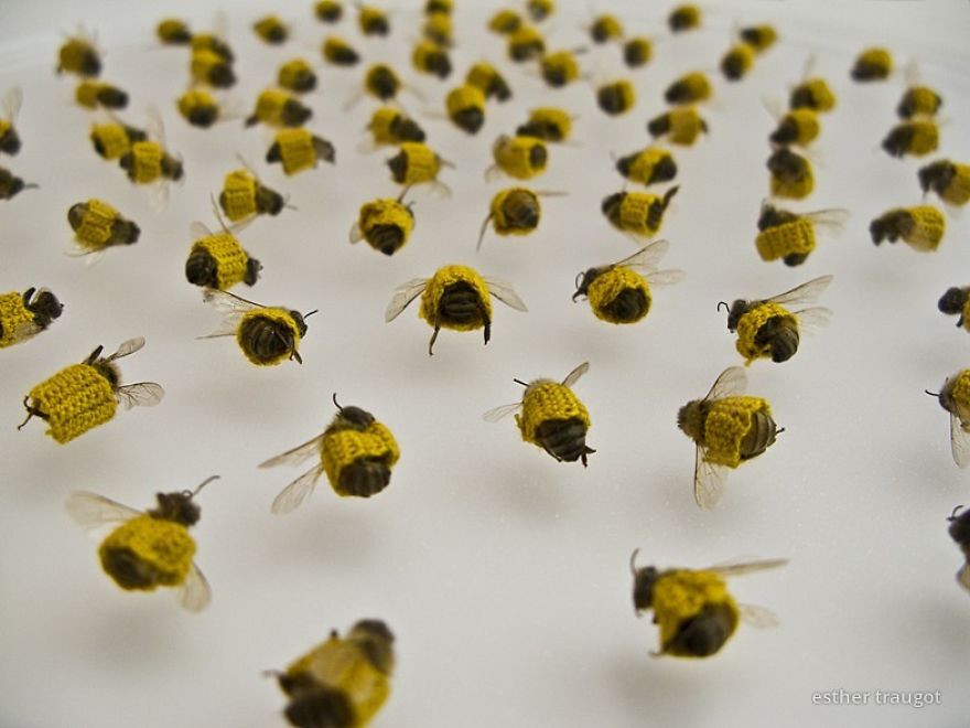 Artist Crochets Tiny Sweaters For Dead Bees Artist Crochets Tiny Sweaters For Dead Bees