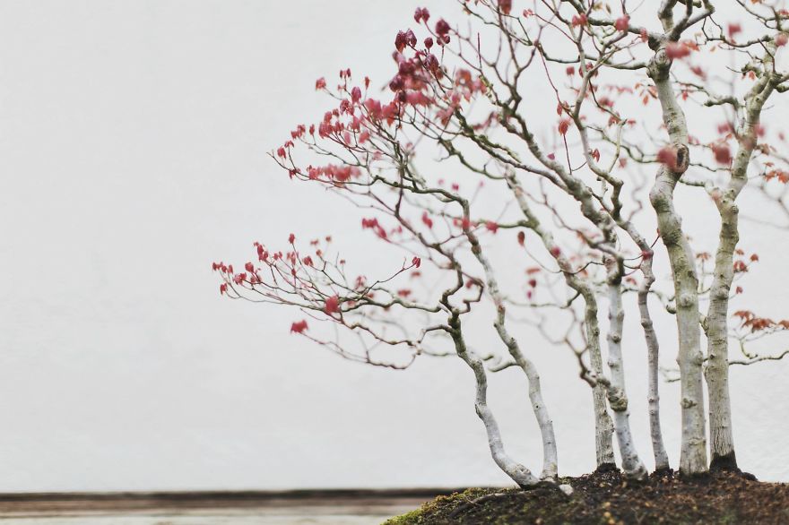 I Spent 2 Years Capturing The Beauty Of Bonsai Trees