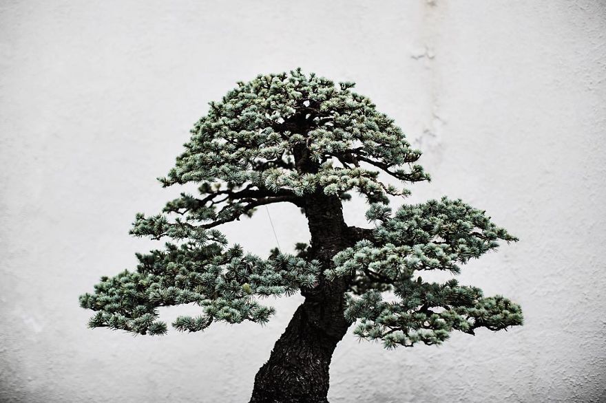 I Spent 2 Years Capturing The Beauty Of Bonsai Trees