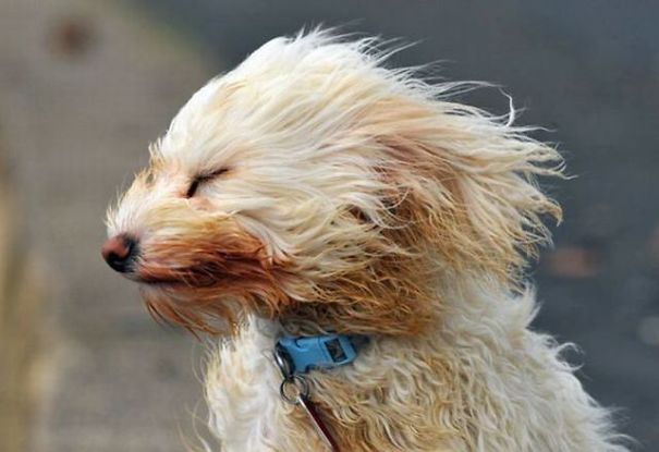 Funny Faces Against Strong Wind