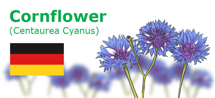 Digitally Hand-drawn European National Flowers Show You The Countries' Connection With Nature