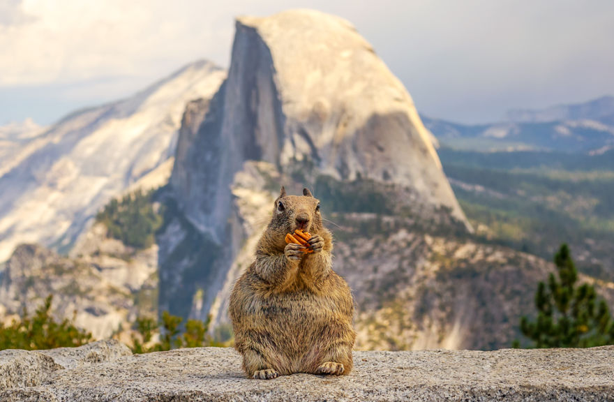 I Photographed The Squirrel And Mighty Half Dome