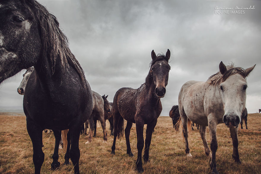 Photographing Wild Horses Has Left Me In Peace