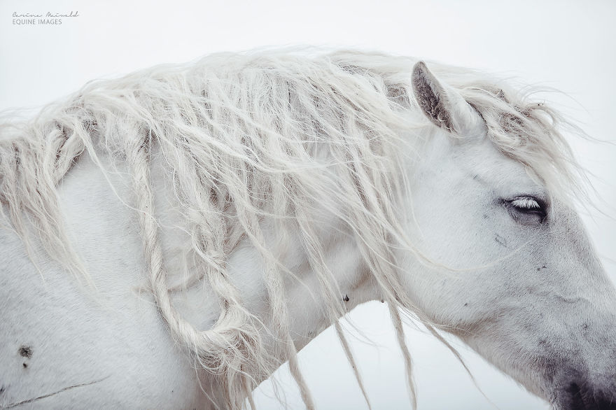 Photographing Wild Horses Has Left Me In Peace