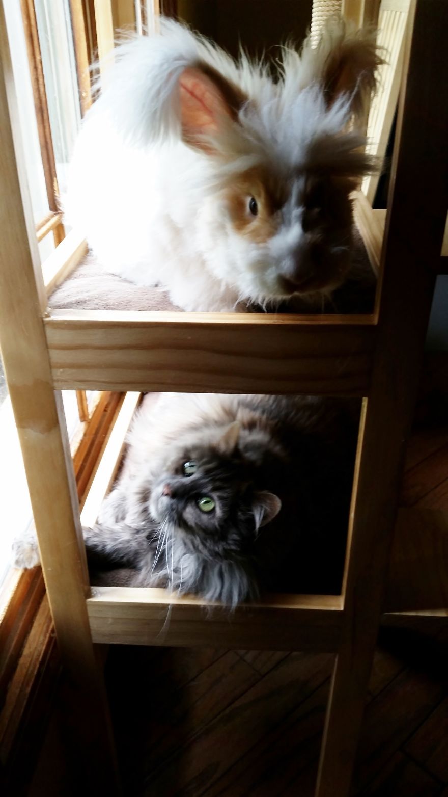 Friendly Angora Bunny Helps Its Kitty Siblings Stay In Shape