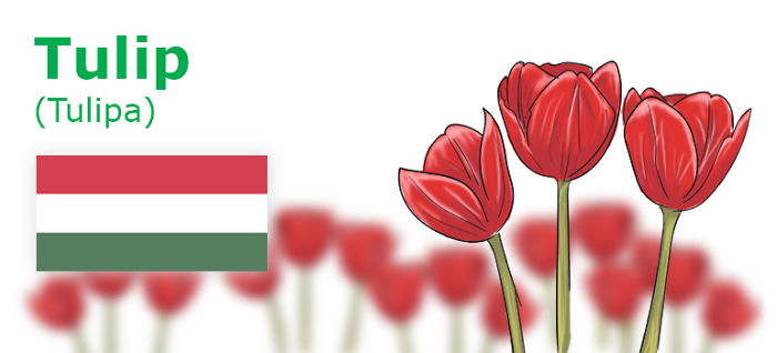 Digitally Hand-drawn European National Flowers Show You The Countries' Connection With Nature