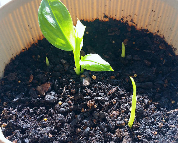 I Am Growing My Own Turmeric