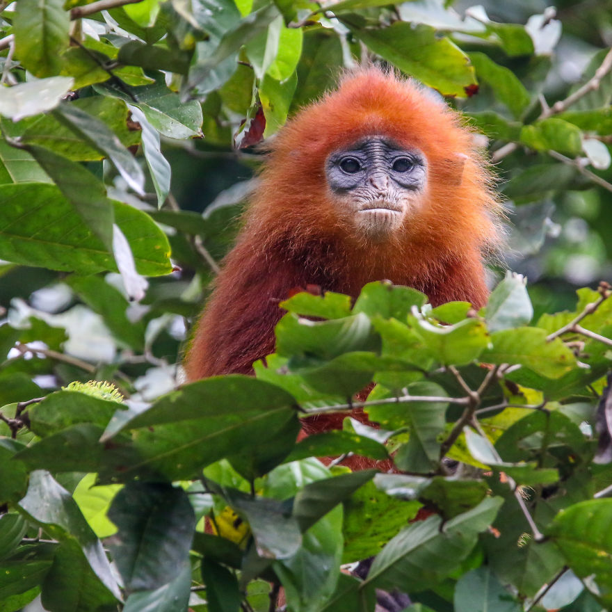 I've Been Exploring Borneo Rainforest And Here Are My Jungle Friends That Need Our Protection