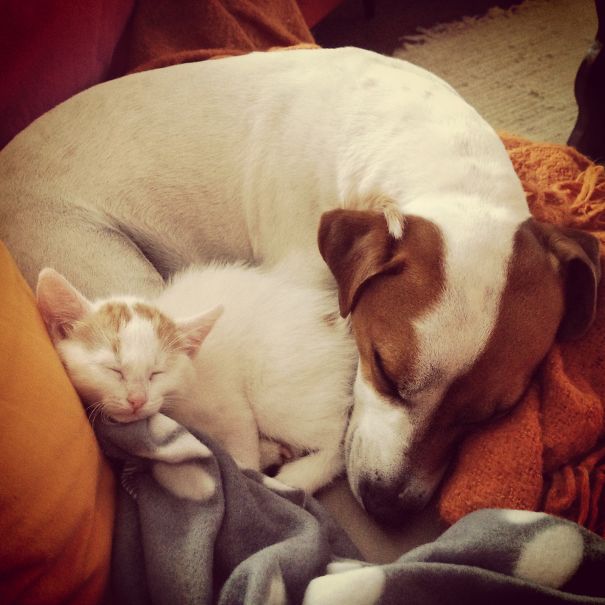 Peppo & His Kitten