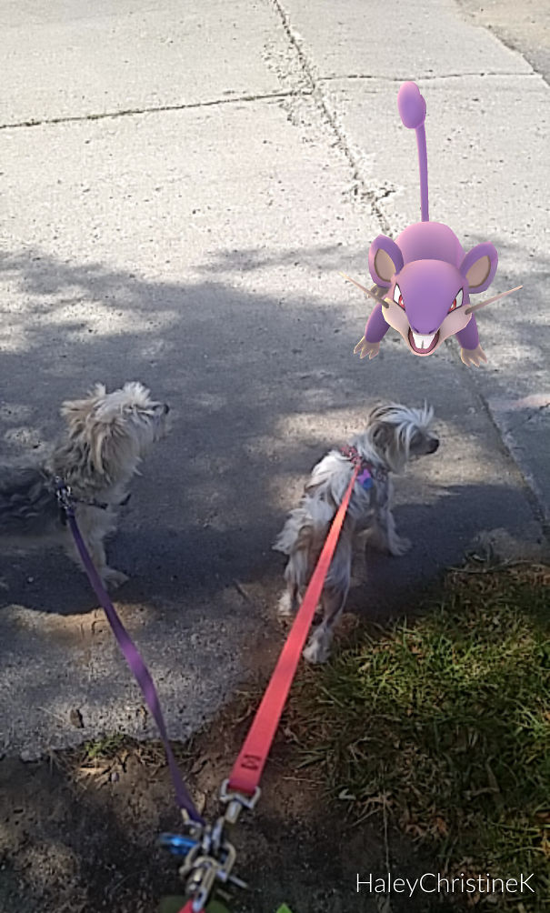 It's Just Another Rattata, Let's Move Along.