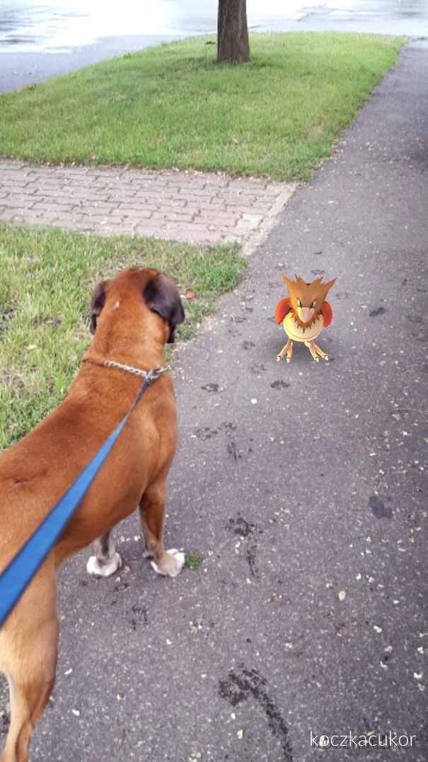 Pretty Sure She Sees The Spearow