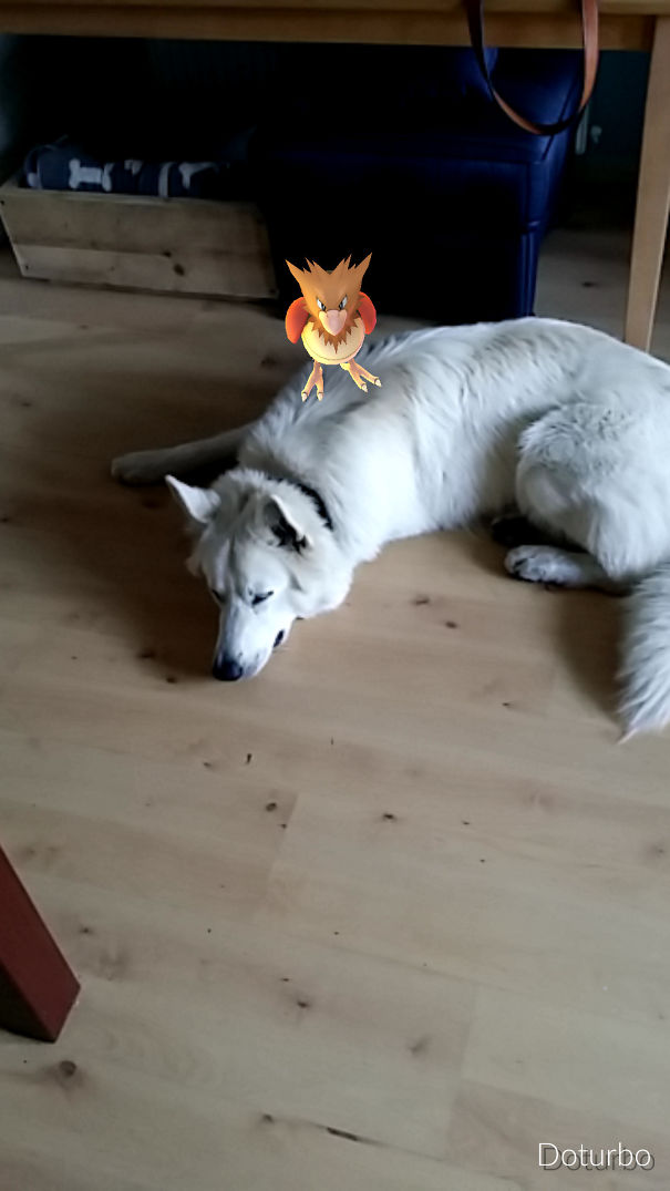 This Spearow Killed My Dog. ????