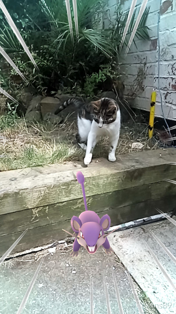 Sorting Out Our Rattata Infestation...