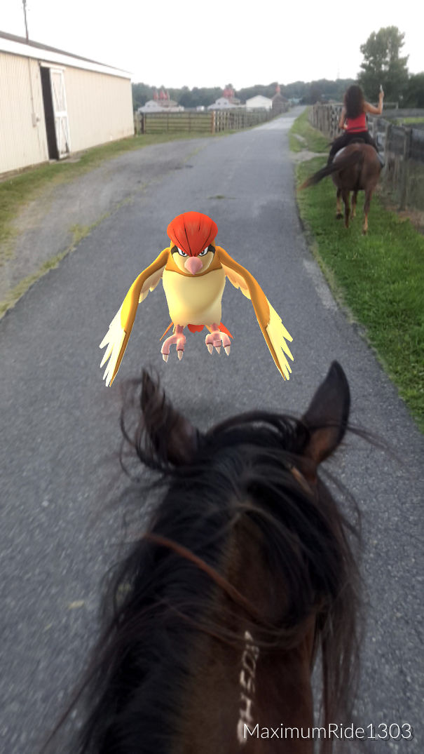 Pidgeotto Annoying My Horse