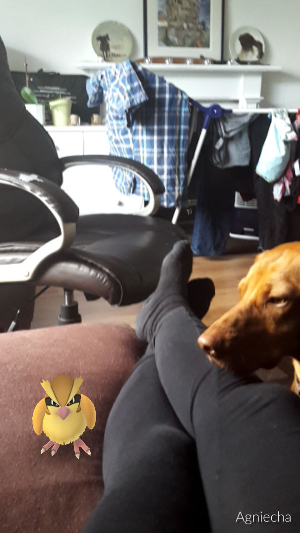 Dog Can See Pokemon