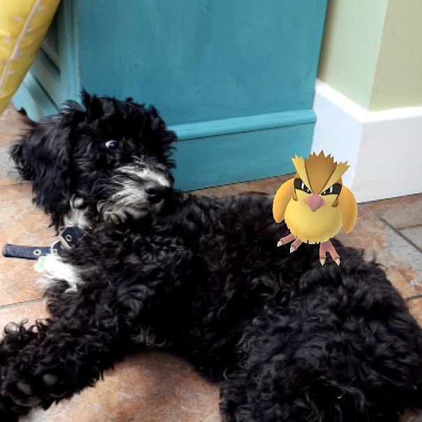 Even My Dog Can Find A Pidgey