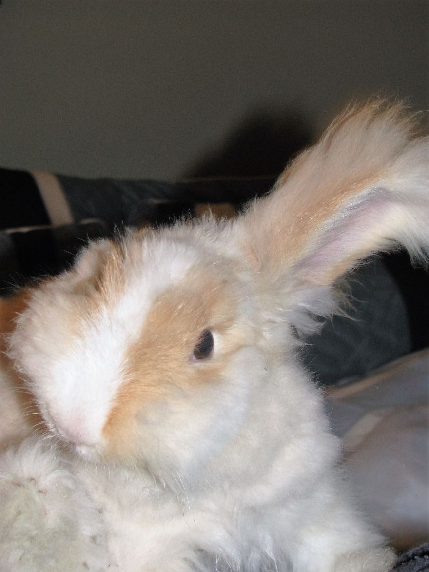 Look: Just One Ear Up