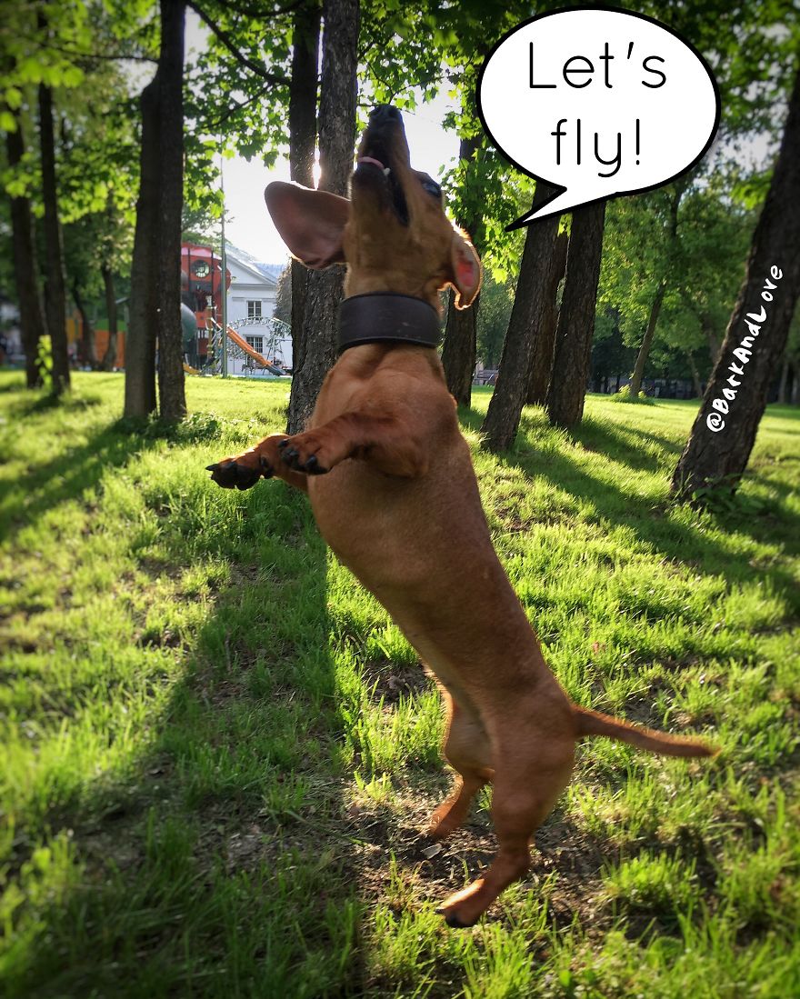 We Became Friends Because Of Our Puppies And Now We Make Comics About Their Friendship