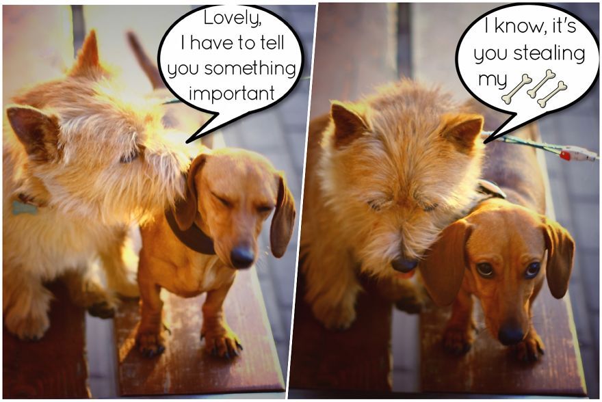 We Became Friends Because Of Our Puppies And Now We Make Comics About Their Friendship